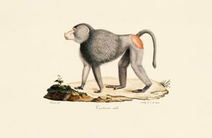  av Jacques Christophe Werner