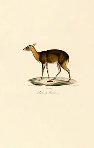 Filippinsk flekkhjort (Visayan flekkhjort) av Jacques Christophe Werner
