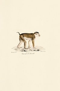  av Jacques Christophe Werner