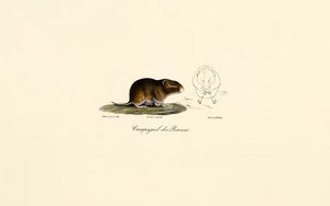 Præriemus (Præriemus) av Jacques Christophe Werner