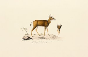 Pronghornantilope av Jacques Christophe Werner