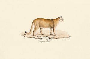 Puma, hunn av Jacques Christophe Werner
