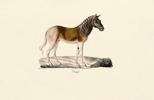  av Jacques Christophe Werner