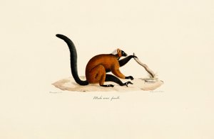 Rødpannet lemur av Jacques Christophe Werner