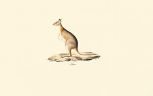 Rødhalset Pademelon av Jacques Christophe Werner
