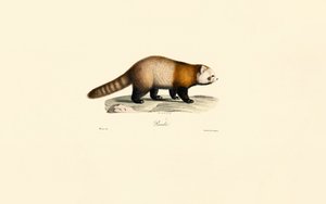 Rød panda (Ailurus fulgens) av Jacques Christophe Werner