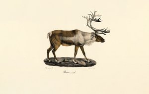 Reinsdyr (hann) av Jacques Christophe Werner
