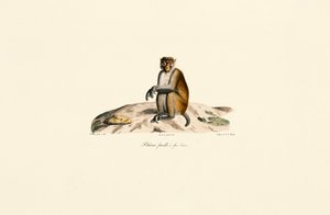 Rhesusmakak (Macaca mulatta) av Jacques Christophe Werner