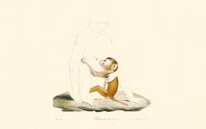 Rhesusmakak-unge av Jacques Christophe Werner