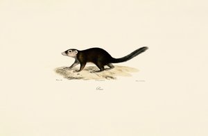 Ringhale-Vontsira av Jacques Christophe Werner
