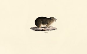 Steinhyrax av Jacques Christophe Werner