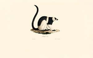 Ruffed lemur av Jacques Christophe Werner