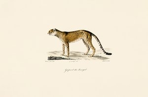 Senegal-gepard av Jacques Christophe Werner