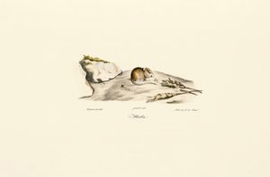  av Jacques Christophe Werner