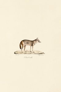  av Jacques Christophe Werner