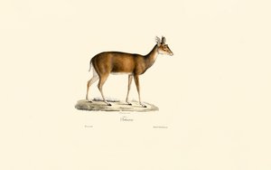 av Jacques Christophe Werner