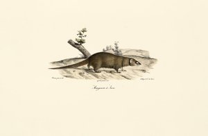 Liten asiatisk mongoste av Jacques Christophe Werner