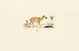  av Jacques Christophe Werner