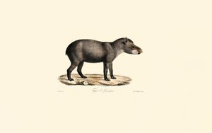 Søramerikansk tapir av Jacques Christophe Werner