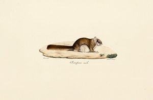 Sørlig flygeekorn (hann)