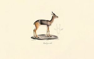  av Jacques Christophe Werner