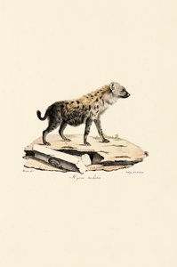 Flekkhyene av Jacques Christophe Werner