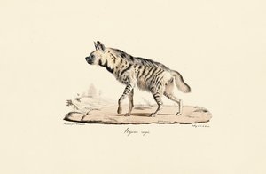 Stripete hyene av Jacques Christophe Werner