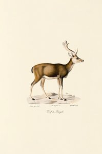 Sumphjort av Jacques Christophe Werner