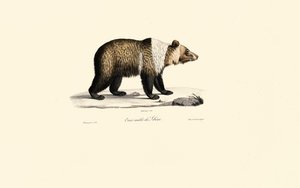  av Jacques Christophe Werner
