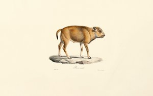 Takin (Budorcas taxicolor) av Jacques Christophe Werner