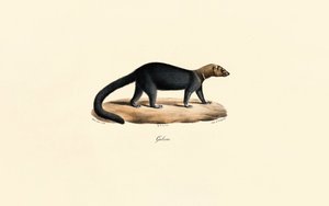Tayra av Jacques Christophe Werner