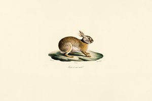  av Jacques Christophe Werner
