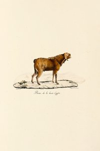  av Jacques Christophe Werner