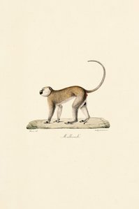  av Jacques Christophe Werner