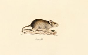  av Jacques Christophe Werner