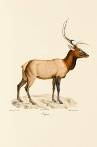  av Jacques Christophe Werner