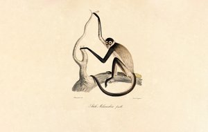 Hvitbuket edderkoppape (hun) av Jacques Christophe Werner