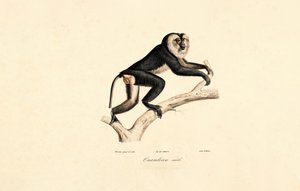 Hvitkrage Mangabey (hann) av Jacques Christophe Werner