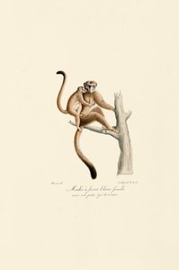 Hvitkronet mangabey med unger av Jacques Christophe Werner