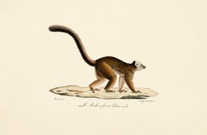  av Jacques Christophe Werner