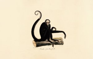 Hvitfrontet edderkoppape (hun) av Jacques Christophe Werner