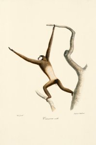 Hvithåndsgibbon (Hylobates lar) av Jacques Christophe Werner