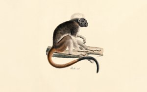  av Jacques Christophe Werner