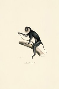  av Jacques Christophe Werner