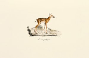 Hvithalehjort - Fawn av Jacques Christophe Werner