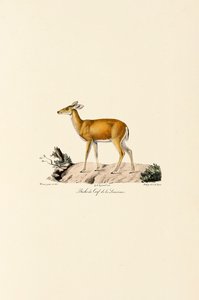 Hvithalehjort av Jacques Christophe Werner