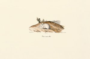 Hvit jerboa (albinsk variantmus) av Jacques Christophe Werner