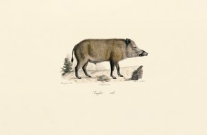  av Jacques Christophe Werner