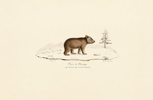 Ung brunbjørn fra Norge av Jacques Christophe Werner