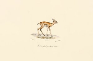  av Jacques Christophe Werner